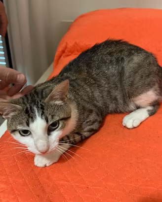 Tommy, 7 mesi, gatto, maschio