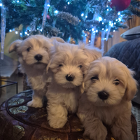 Cuccioli di Maltese