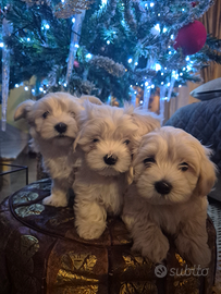 Cuccioli di Maltese