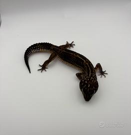 Geco leopardino