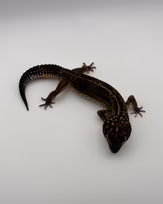 Geco leopardino