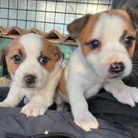 Cuccioli di jack Russell terrier