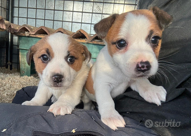 Cuccioli di jack Russell terrier