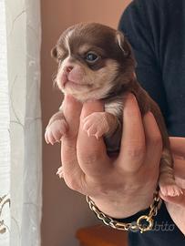 Chihuahua cioccolato