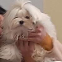 Cuccioli Maltese Coreano