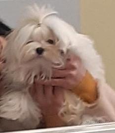 Cuccioli Maltese Coreano
