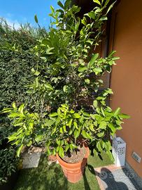 Pianta di Limone in Grande Vaso Terracotta