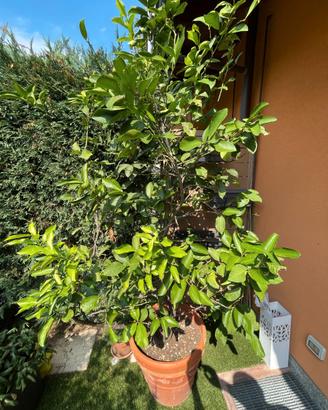 Pianta di Limone in Grande Vaso Terracotta