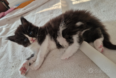 Cucciolo di Maine coon