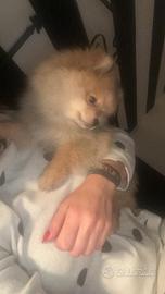 Vendita spriz di Pomerania