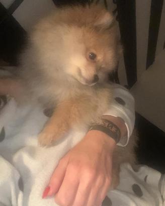 Vendita spriz di Pomerania