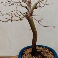 bonsai acero palmato