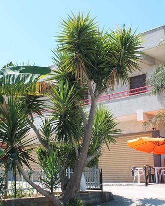 Paestum casa vacanze . Last minute Agosto 