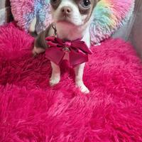 Chihuahua con pedigree