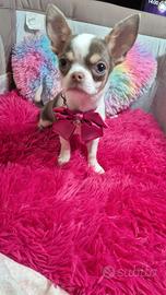 Chihuahua con pedigree