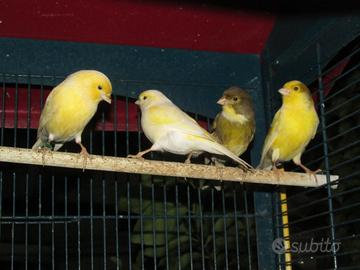 Coppia canarini