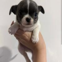 Chihuahua piccolissimi