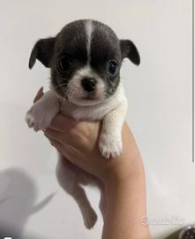 Chihuahua piccolissimi