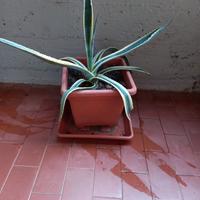 pianta Agave