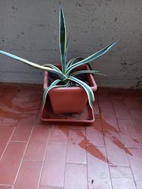 pianta Agave