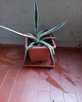 pianta Agave