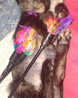 Gilda, cucciola di 2 mesi dolcissima e curata