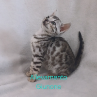 Cucciolo di gatto bengala femmina ultime rimaste