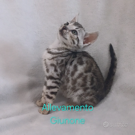 Cucciolo di gatto bengala femmina ultime rimaste