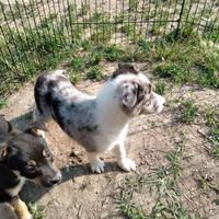 Cuccioli meticci