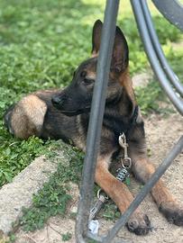 Cane pastore belga maschio