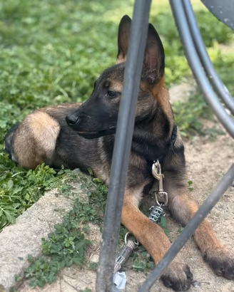 Cane pastore belga maschio
