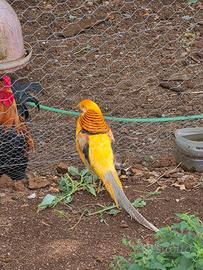 fagiado Dorato giallo