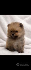 Cucciolo pomerania mini toy da borsetta