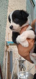 Border collie