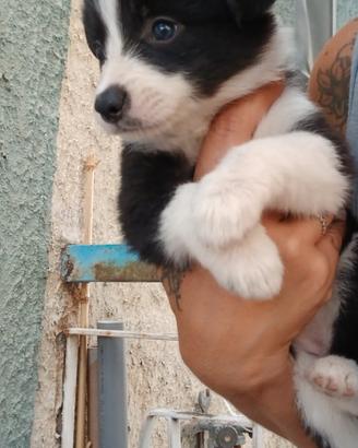Border collie