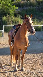 Cavallo