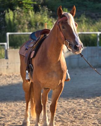 Cavallo