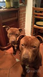 Cuccioli di pitbull rednose