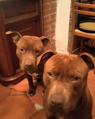 Ciccioli di pitbull rednose