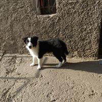Cuccioli di Border Collie