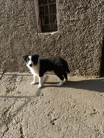 Cuccioli di Border Collie