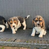 Cuccioli Beagle 2 mesi