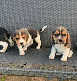 Cuccioli Beagle 2 mesi