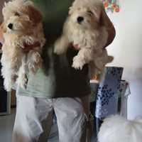 Disponibili cuccioli maltipoo