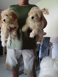 Disponibili cuccioli maltipoo