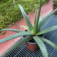 Pianta di Aloe vera