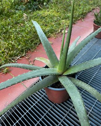 Pianta di Aloe vera