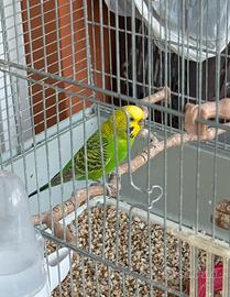 Pappagalli cocorite