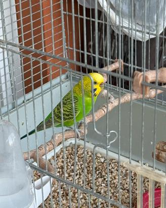 Pappagalli cocorite