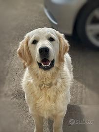 Cucciolona di Golden Retriever
